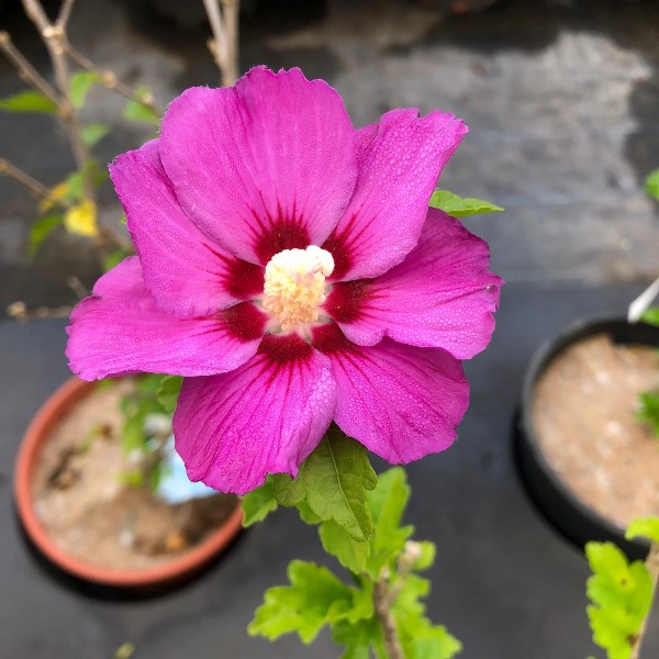 Hibiscus syriacus "Russian Violet" (Ibisco) [Vaso 15cm]