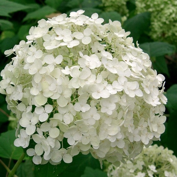 Hydrangea arborescens "White Ball" (Ortensia) [Vaso 11 Litri]
