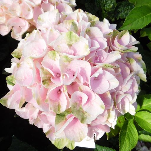 Hydrangea macrophylla "Rembrandt Elegant Rosa" (Ortensia) [Vaso 22cm]