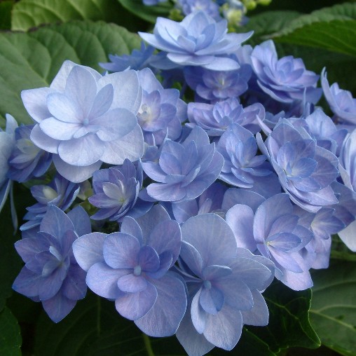 Hydrangea macrophylla "Romance Blue" - You & Me (Ortensia) [Vaso 6 Litri]