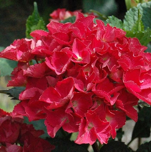 Hydrangea macrophylla "Royal Red" (Ortensia) [Vaso 19cm]