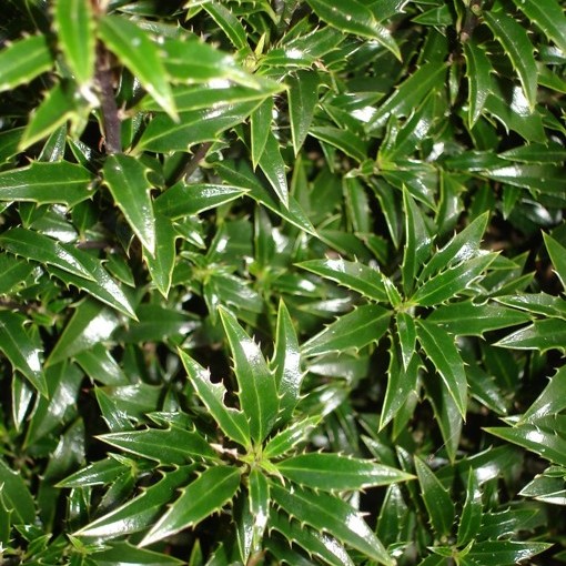 Ilex aquifolium "Myrtifolia" (Agrifoglio maschile) [Vaso 15cm]
