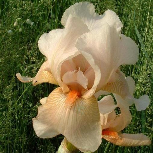 Iris germanica "Apricot Silk" (Giaggiolo) [Vaso 8/10cm]