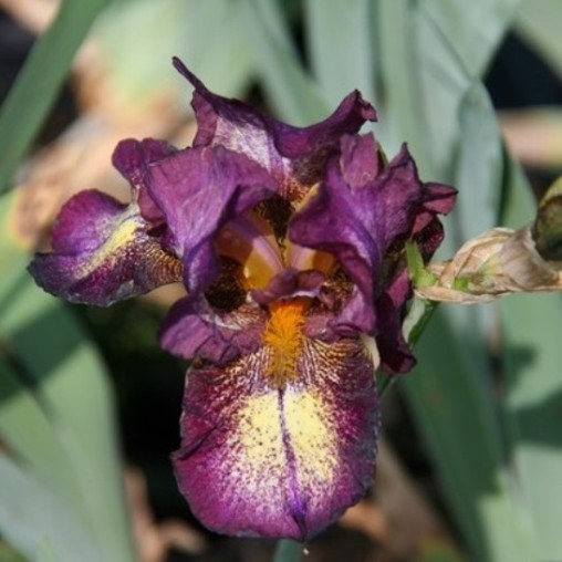 Iris germanica "Attention Please" (Giaggiolo) [Vaso 8/10cm]