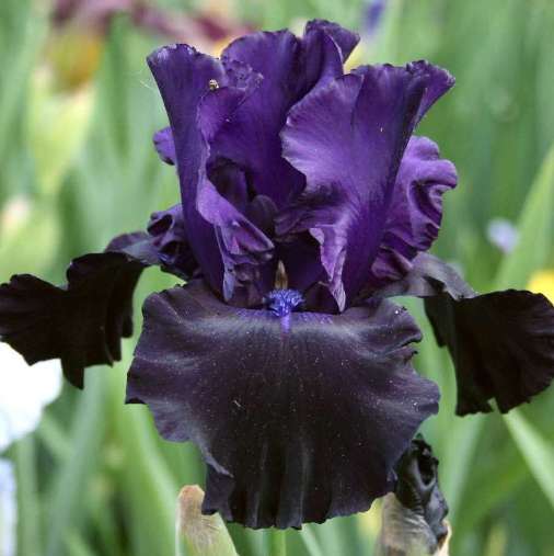 Iris germanica "Black Dragon" (Giaggiolo) [Vaso 18cm]