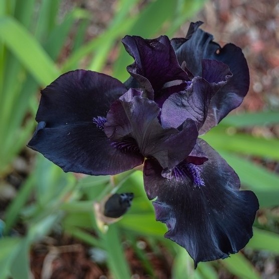 Iris germanica Black - Giaggiolo (1 BULBO)