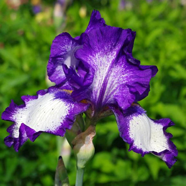 Iris germanica Blue and White - Giaggiolo (1 BULBO)