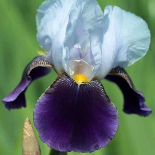 Iris germanica "Braithwaite" (Giaggiolo) [Vaso 8/10cm]