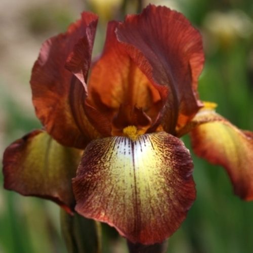 Iris germanica Bronze - Giaggiolo (1 BULBO)