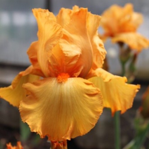 Iris germanica "Casque d'Or" (Giaggiolo) [Vaso 8/10cm]