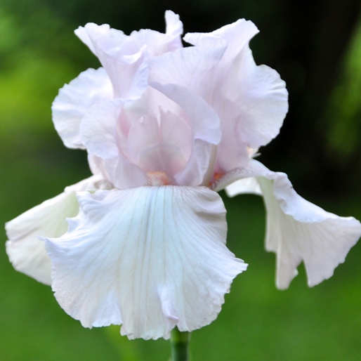 Iris germanica "Cherished" (Giaggiolo) [Vaso 8/10cm]
