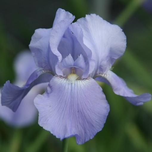 Iris germanica "Harbor Blue" (Giaggiolo) [Vaso 8/10cm]