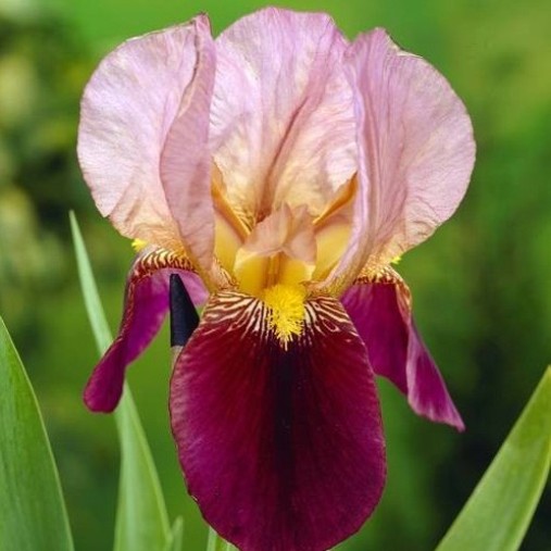 Iris germanica "Indian Chief" (Giaggiolo) [Vaso 18cm]