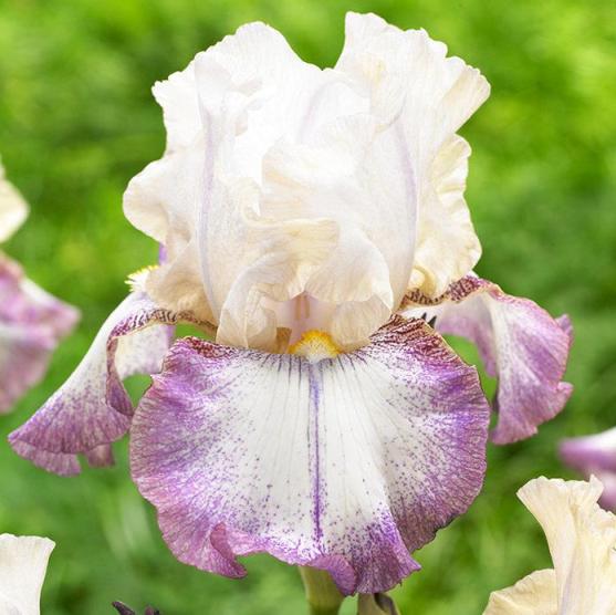 Iris germanica Lucky Locket - Giaggiolo (1 BULBO)