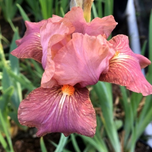 Iris germanica "Pink Empress" (Giaggiolo) [Vaso 8/10cm]