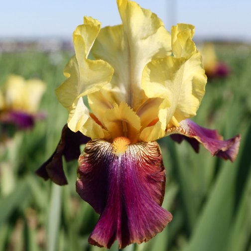 Iris germanica Purple and Yellow - Giaggiolo (1 BULBO)