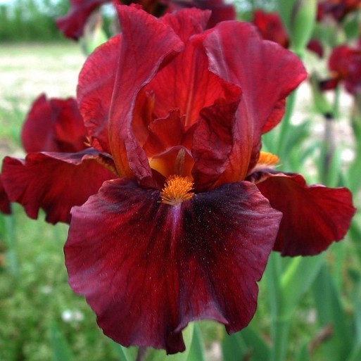 Iris germanica Red - Giaggiolo (1 BULBO)