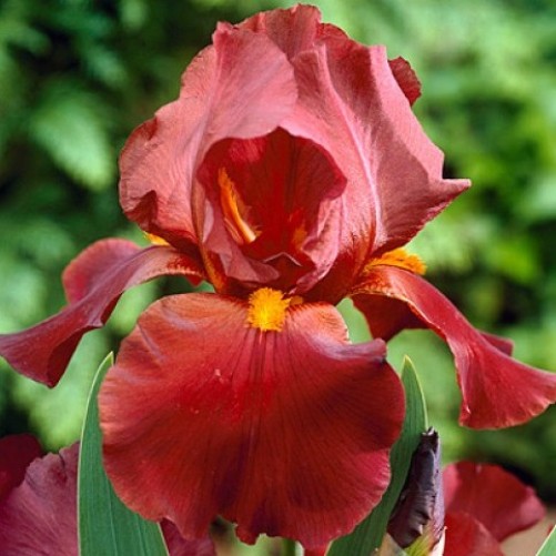 Iris germanica "Sultan's Palace" (Giaggiolo) [Vaso 8/10cm]