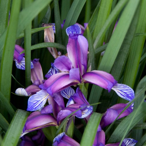 Iris graminea (Giaggiolo) [Vaso 8/10cm]