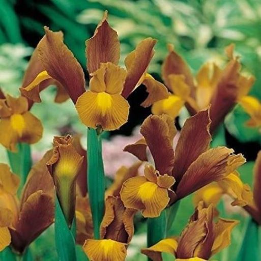Iris hollandica Bronze Queen - Giaggiolo (10 BULBI)