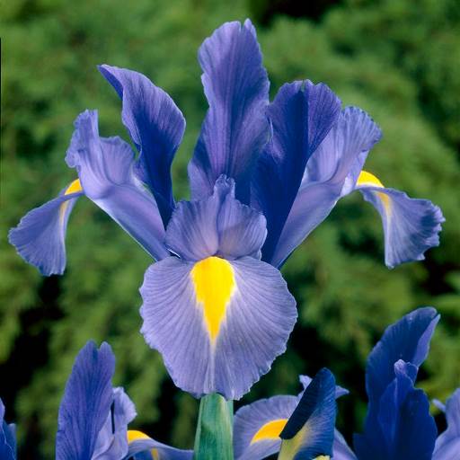 Iris hollandica Sapphire Beauty - Giaggiolo (10 BULBI)