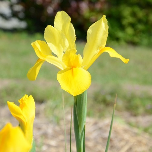 Iris hollandica Yellow - Giaggiolo (10 BULBI)