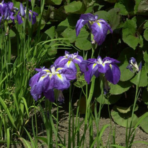 Iris kaempferi "Japanische Sumpf-schwertlilie" (Giaggiolo) [Vaso 8/10cm]