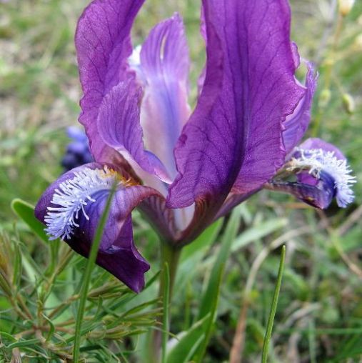 Iris kaempferi "Viola Chiaro Rosato" (Giaggiolo) [Vaso 18cm]