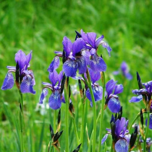 Iris sibirica (Giaggiolo siberiano) [Vaso 10cm]