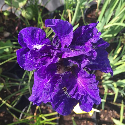 Iris sibirica "Kabluey" (Giaggiolo siberiano) [Vaso 18cm]