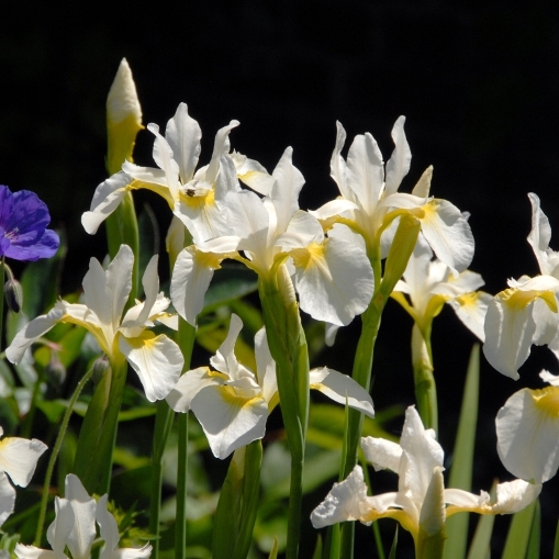 Iris sibirica "Snow Queen" (Giaggiolo siberiano) [Vaso 8/10cm]
