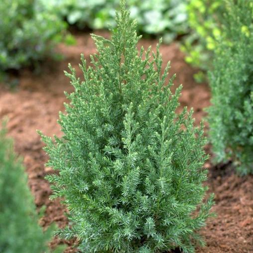 Juniperus chinensis "Stricta" (Ginepro cinese)