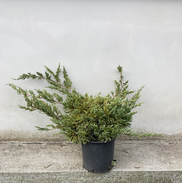 Juniperus squamata "Blue Carpet" (Ginepro) [Vaso 24cm]