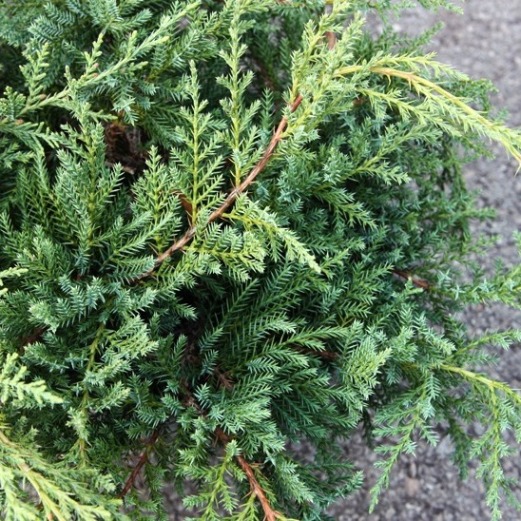 Juniperus x pfitzeriana "Compacta" (x media) (Ginepro) [Vaso 18cm]