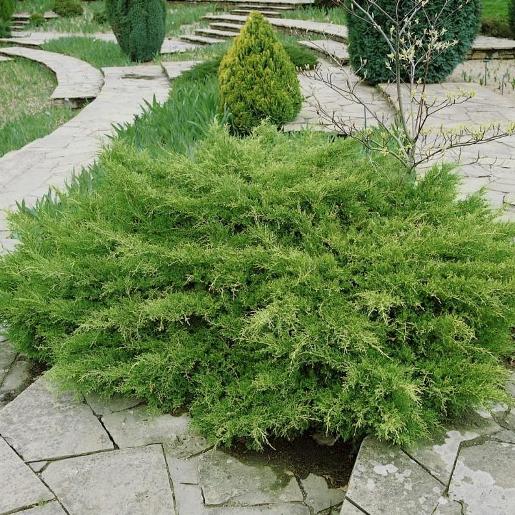 Juniperus x pfitzeriana "Compacta" (x media) (Ginepro) [Vaso 18cm]