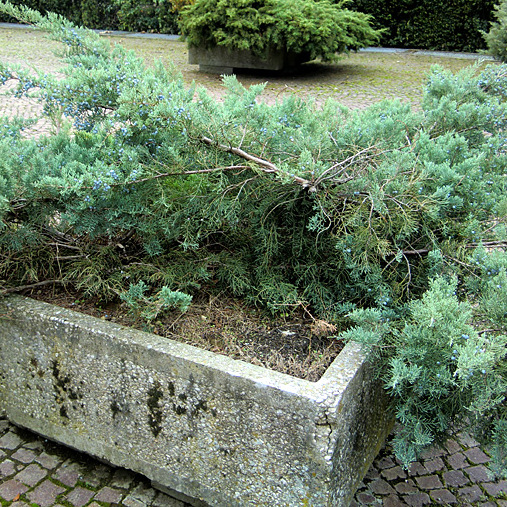 Juniperus x pfitzeriana "Glauca" (x media) (Ginepro) [Vaso 18cm]