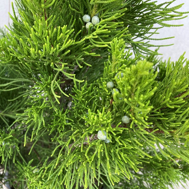 Juniperus x pfitzeriana "Gold Coast" (x media) (Ginepro) [Vaso 18cm]