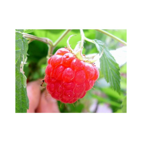 Lampone Fragola "Glen Prosen" - Unifero Precoce (Rubus idaeus) [Vaso 1,5 Litri]