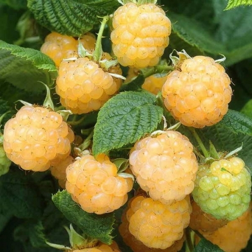 Lampone "Herbert Gold" - Rifiorente Medio (Rubus idaeus) [Vaso 1,5 Litri]