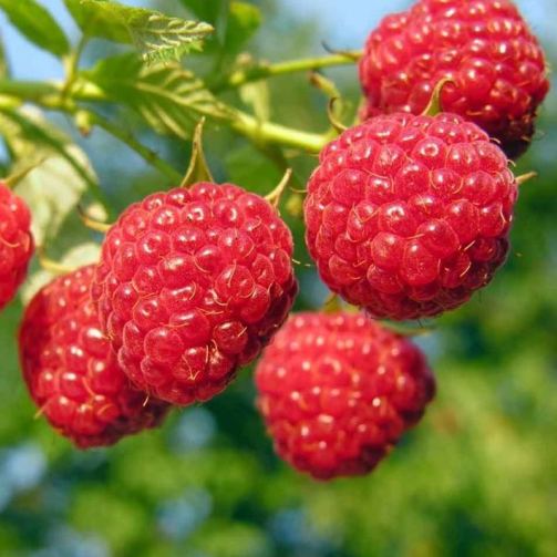 Lampone Rosso - Rifiorente Precoce Senza Spine (Rubus idaeus) [Vaso 1,5 Litri]