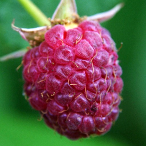 Lampone Rosso - Unifero Tardivo (Rubus idaeus) [Vaso 1,5 Litri]