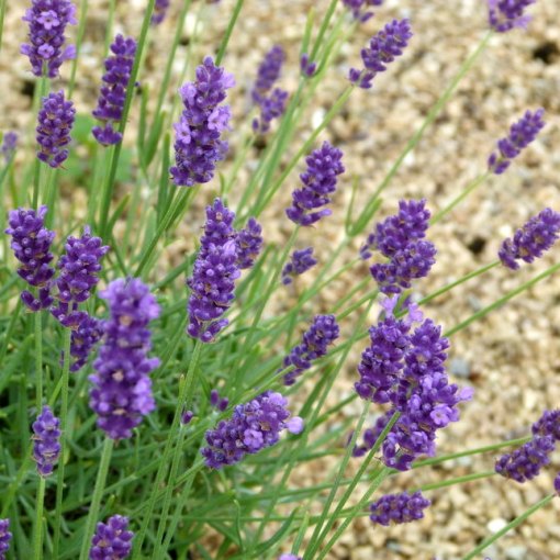 Lavandula angustifolia "Twickel Purple" (Lavanda) [Vaso 14cm]