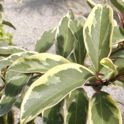 Ligustrum japonicum "Excelsum Superbum" (Ligustro) [Vaso 18cm]