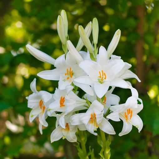 1x Bulbo lilium Bulbi giglio bianco Giglio di sant antonio Bulbi da fiore Piante perenni da giardino Lilium Candidum 
