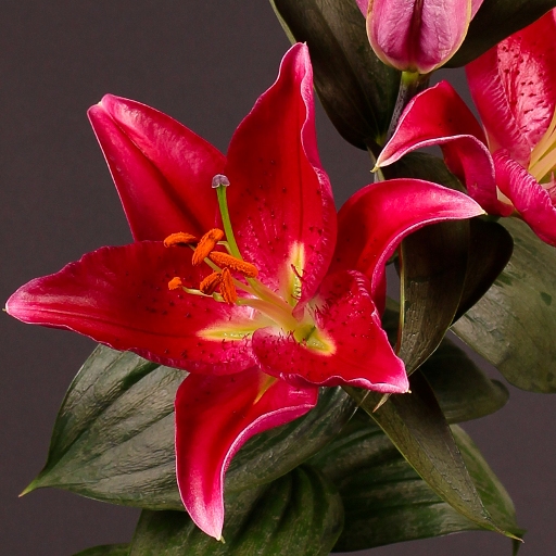 Lilium oriental Red - Giglio (2 BULBI)