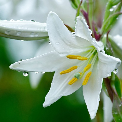 Lilium orientale (Giglio bianco) [Vaso 14cm]