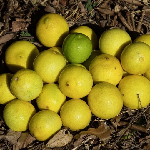 Lime o Limetta di Tahiti (Citrus x latifolia) [Vaso 20cm]