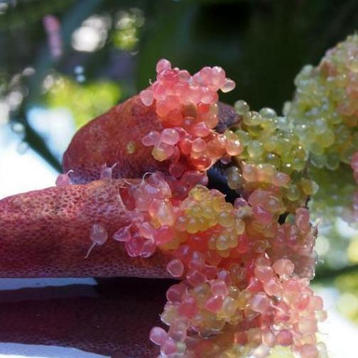 Limone caviale sanguinello - Finger lime (Microcitrus australasica) [Vaso 20cm]