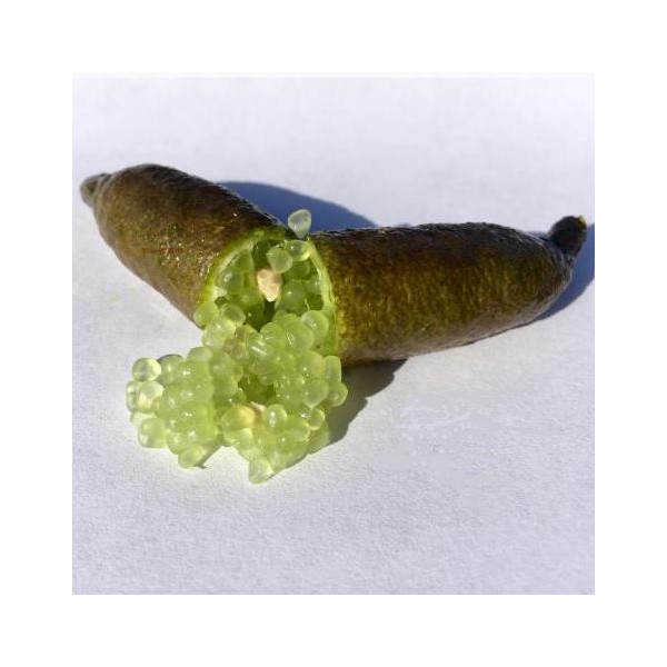 Limone caviale verde - Finger lime (Microcitrus australasica) [Vaso 20cm]