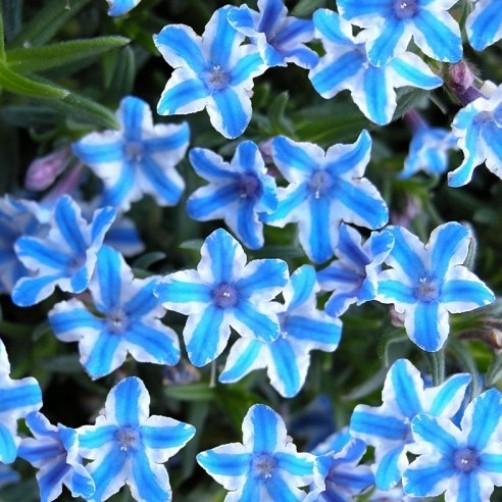 Lithodora diffusa "Blue Star" [Vaso 14cm]